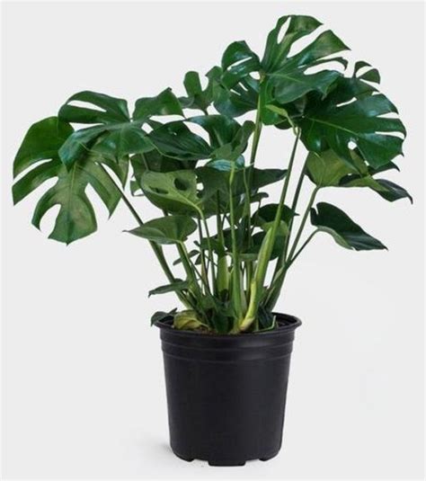 Monstera Deliciosa Swiss Cheese Plant Live Indoor Healthy Etsy