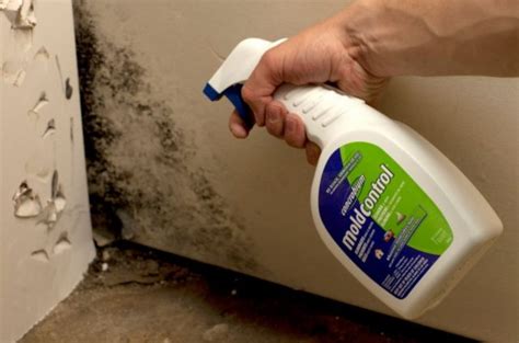 Tips on How to Prevent and Remove Mold in Basement