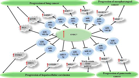 Frontiers Oncogenic Roles Of Small Nucleolar Rna Host Gene 7 Snhg7 Long Noncoding Rna In