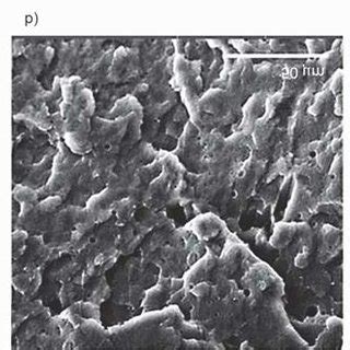 Sem Images Of Fracture Surface From The Tensile Test A Neat Pla B