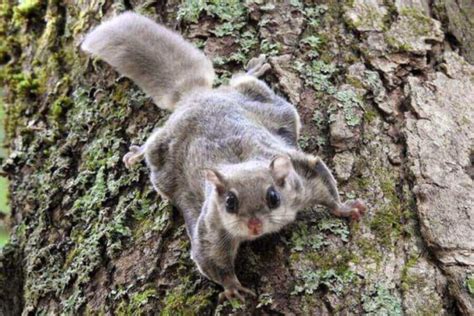 How And Where Do Squirrels Sleep Squirrel Sleeping Habits