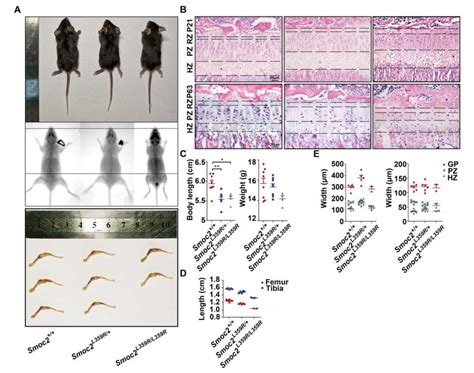 The development of mutant mice was inhibited. A: Photographs and 613 ...