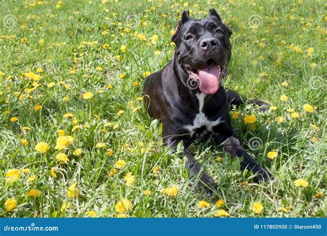 Cane Corso Puppy Is Lying In A Green Grass And Looking At The Camera