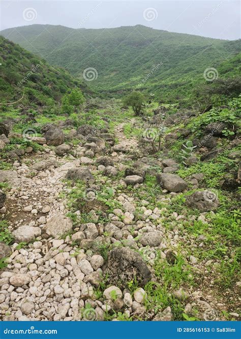 Khareef Monsoon Season in Salalah Dhofar Stock Image - Image of tree ...