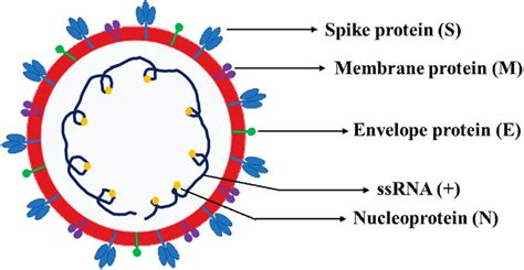 Frontiers Insight Into Genomic Organization Of Pathogenic