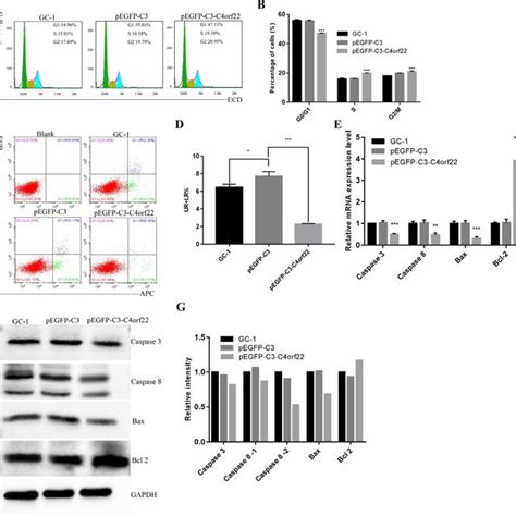 Over Expression Of C Orf In Gc Cells Inhibited Gc Apoptosis And