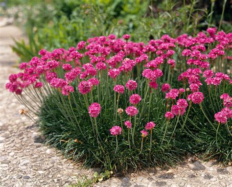 Armeria Maritima Düsseldorfer Stolz Pázsitszeg