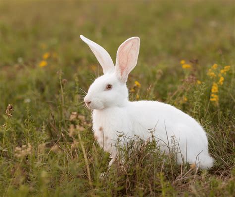 White Rabbit Spiritual Meaning and Symbolism: Explained