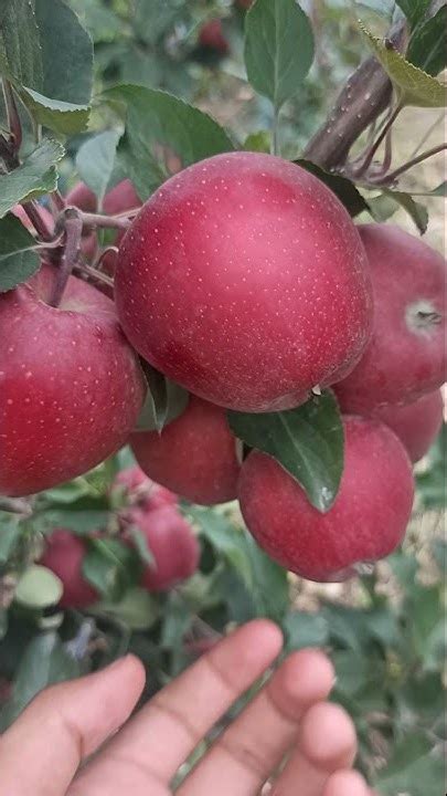 Gala Redlum New Apple Variety First Nursery In Kulgam Town 🍎 Sn