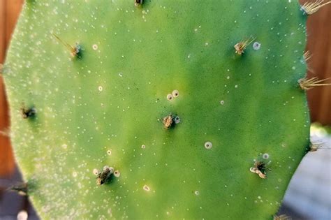 How To Identify And Control Scale Insects Gardeners Path