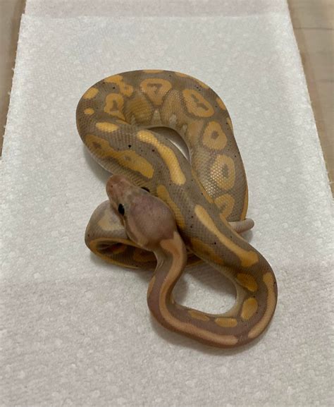 Banana Cinnamon Ball Python By Blue Grass Royal Constrictors Morphmarket