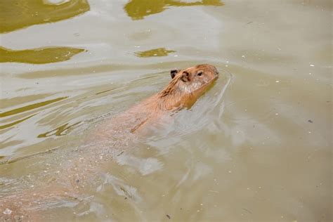 12 Capybara Top View Royalty Free Images Stock Photos And Pictures