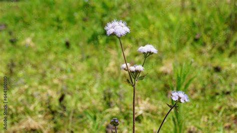 Landscape Mode Flowers Of Ageratum Conyzoides Also Known As Tropical