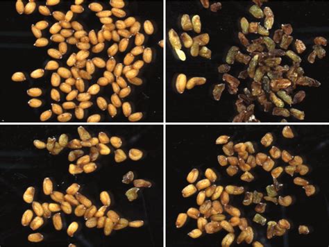 Mutations in NRPD1 suppress paternal genomic excess phenotypes. a, Seed ... 