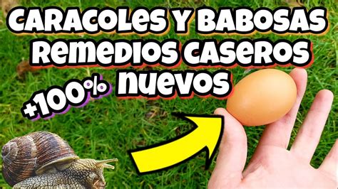 Estos Metodos Para Eliminar Caracoles Y Babosas Son Veces Mas