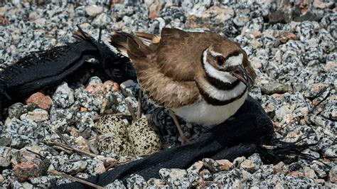 Killdeer Nesting-Photo 0090194 by EtherialOneinNC on DeviantArt