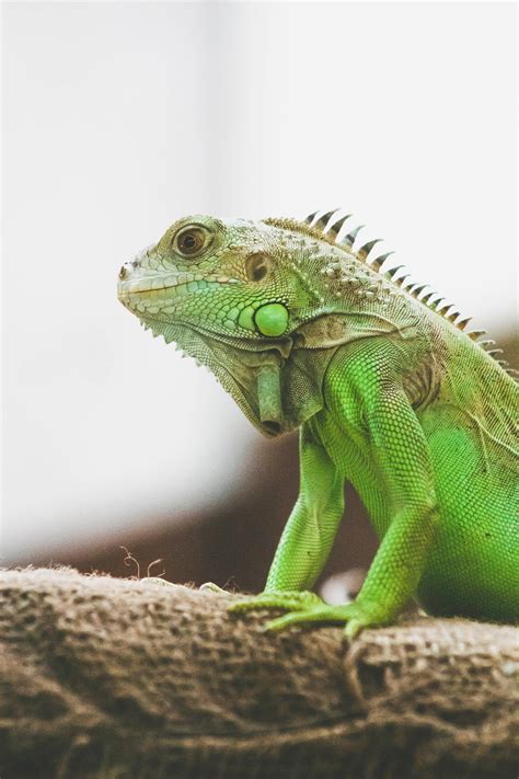 30000 Free Iguana Cartoon And Iguana Images Pixabay