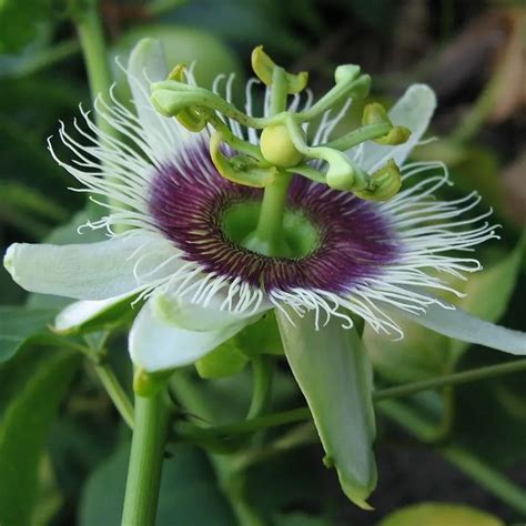 Yellow Passion Fruit Passiflora Edulis F Flavicarpa