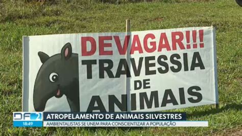 V Deo Atropelamento De Animais Silvestres Na Granja Do Torto Df G