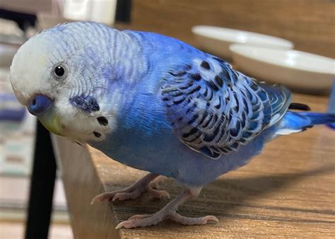 青のセキセイインコを探しています