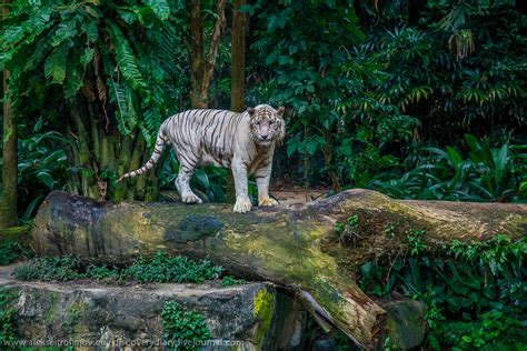 Singapore zoo - Around the world in three years