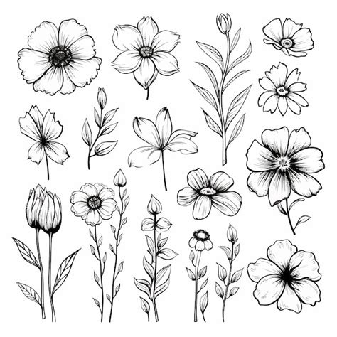 Dibujos De Flores Para Colorear Vsun