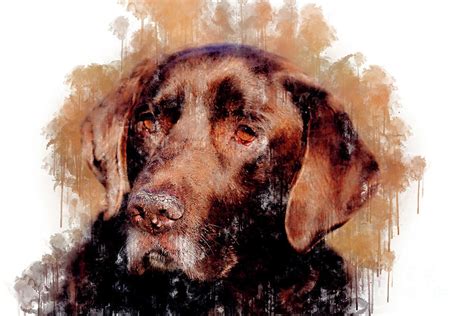 Chocolate Lab Watercolor Photograph By Genna Card Fine Art America