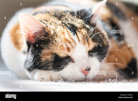 Closeup Ground Level View Portrait Of One Sleepy Sleeping Calico Cat