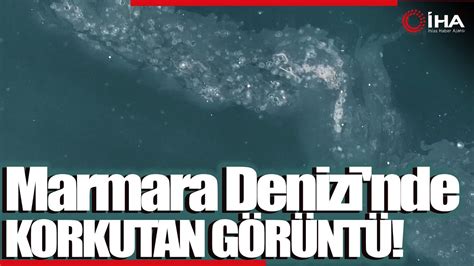 Marmara Denizinin Musilaj Denizanalar Yla Yine Ortaya Kt Youtube