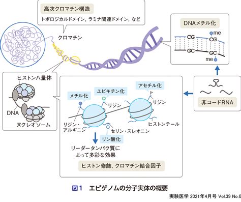 実験医学：世代を超えるエピゲノム〜生殖細胞による獲得形質の遺伝を再考する 羊土社