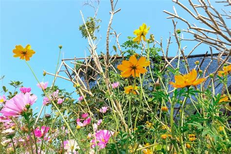 Campo De Flores De Cosmos Amarillo En La Puerta Exterior Con Fondo De Naturaleza De Cielo Azul