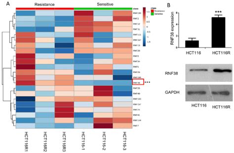 Rnf38 Was Upregulated In Hct116r Cells A Microarray Analyses On