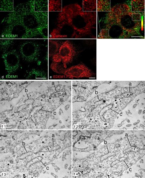 Immunolocalization Of Edem1 Double Labeling Confocal Download