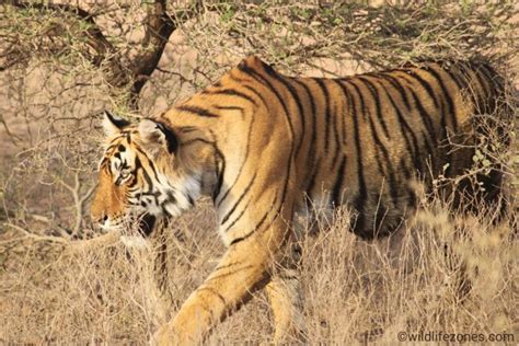 12 Interesting Facts About Tigers Wildlifezones