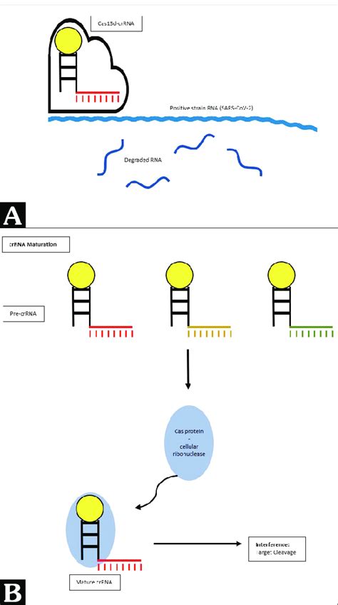 Three Stages Of Crisprcas13d A Cas13dcrispr Rna Cas13dcrrna Download Scientific Diagram