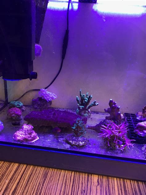 Nano Build - My nano reef tank | Reef2Reef