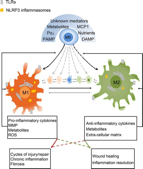 Macrophage Polarization Pathway