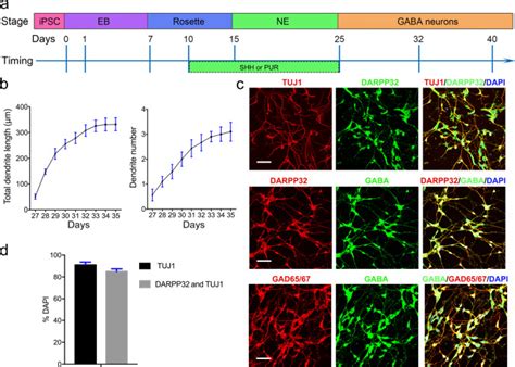 Hdac Is Critical For Ketamine Induced Impairment Of Dendritic And