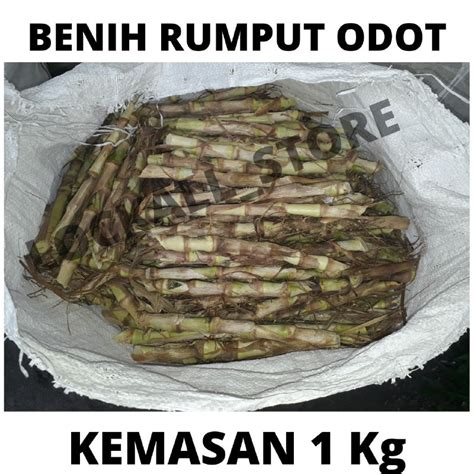 Jual Benih Bibit Rumput Gajah Odot Kolonjono Pakan Ternak Shopee