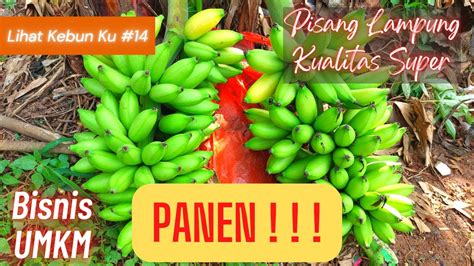 Panen Pisang Lampung Kualitas Super Ada Yang Mau Pisang Raja Bulu