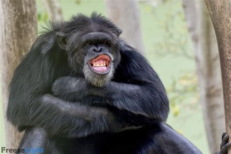 Hilarious High Resolution Images Of Animals Making Funny Faces