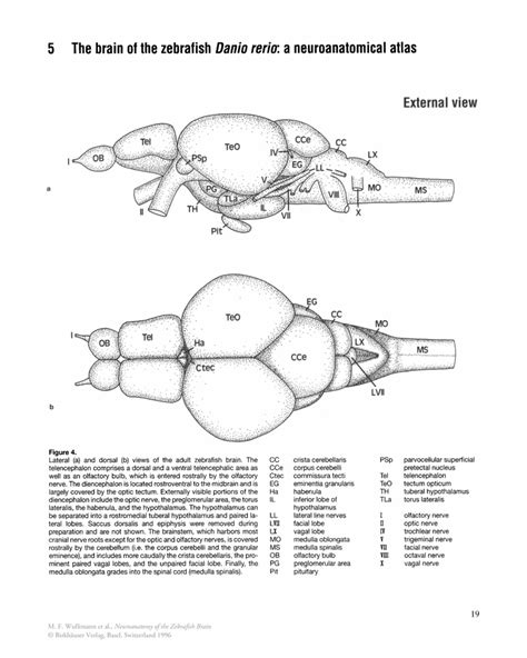 The brain of the zebrafish Danio rerio: a neuroanatomical atlas - Springer | Atlas, Brain, Springer