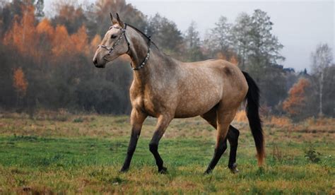 140+ Names for Your Buckskin Horse - Helpful Horse Hints