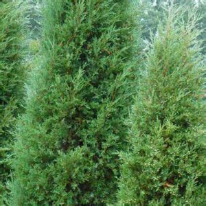 Red Cedar Juniper Country Bumpkin Plant Nursery