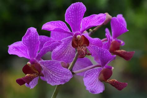 The Beauty Of Orchid In Full Bloom Stock Photo Image Of Floral