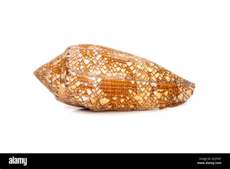 Image Of Conus Omaria Patonganus Sea Shell Is A Species Of Sea Snail A