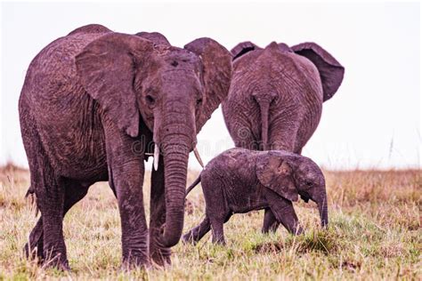 Animales Elefantes Animales De La Fauna Silvestre Mamíferos En Los