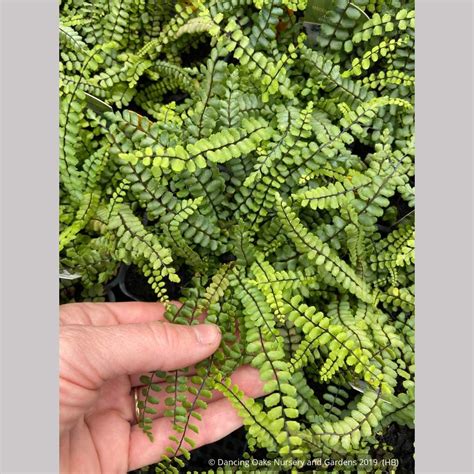 Asplenium trichomanes, Common Spleenwort – Dancing Oaks Nursery and Gardens