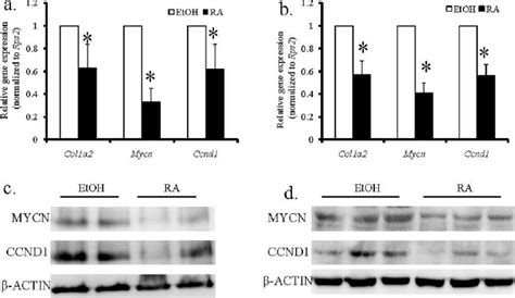 Quantitative Rt Pcr A And B And Western Blot Analysis C And D