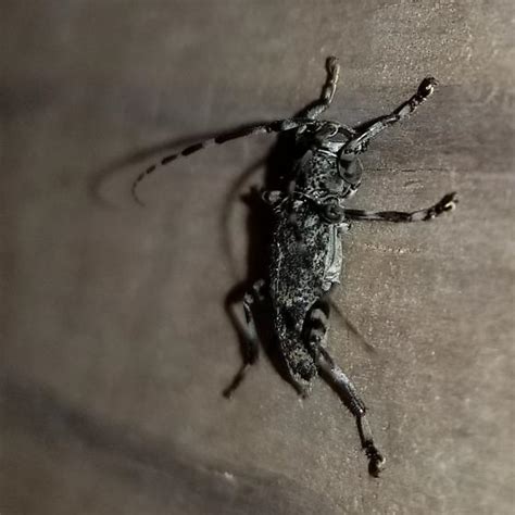 White Spotted Sawyer Beetle Tribe Bugguidenet